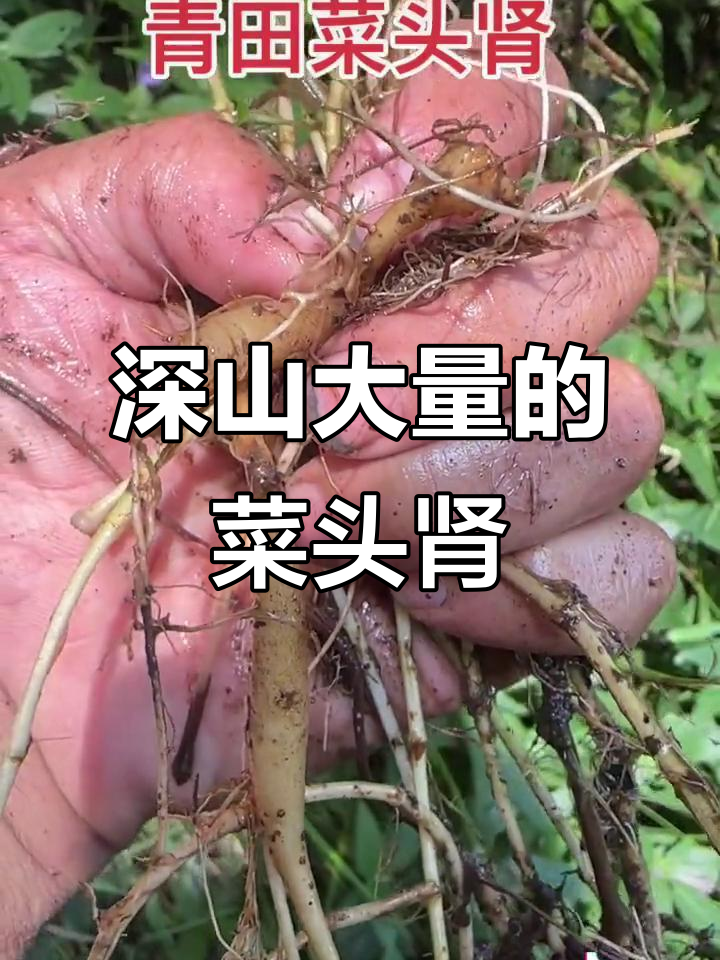 大山深处的野生菜头肾,竟然这么多!你家乡有吗?
