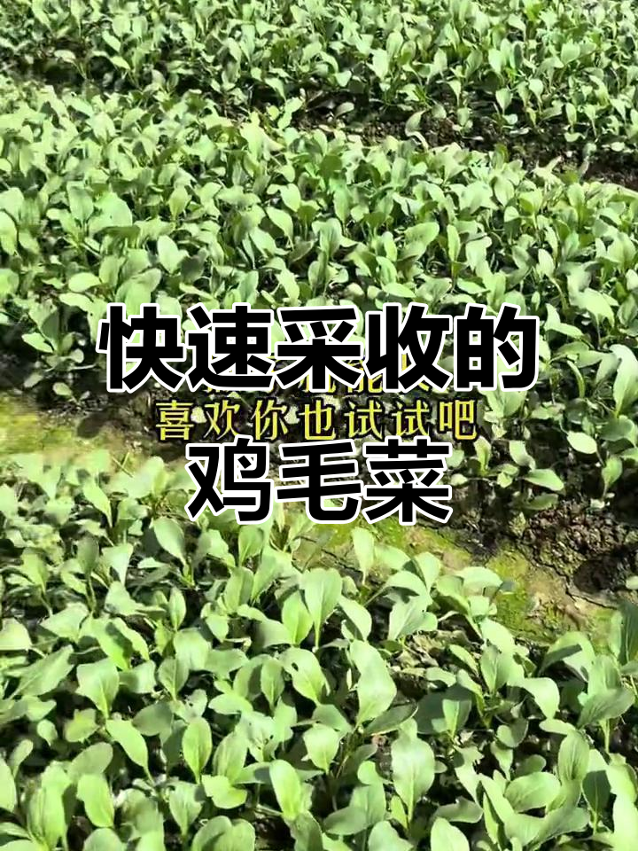鸡毛菜,二十天就能收获!小油菜品种鲜嫩美味