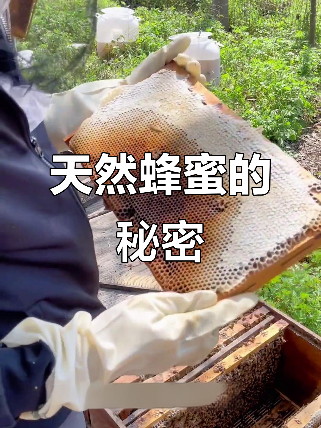 43度菜花蜜,才是真正的天然口感与香气