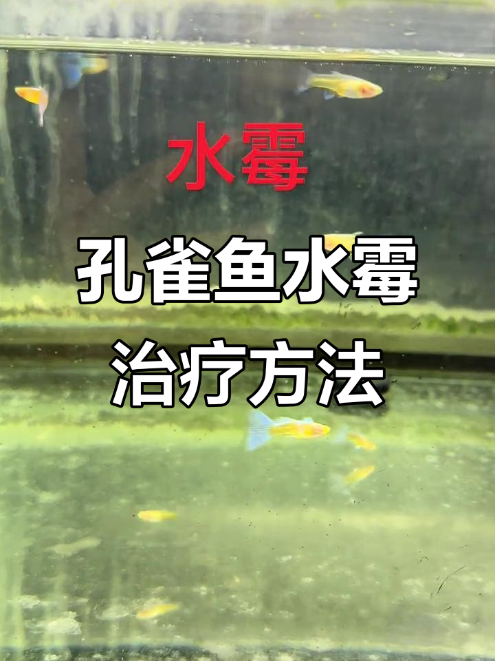 孔雀鱼水霉病治疗全攻略：从低温到真菌感染的应对方法