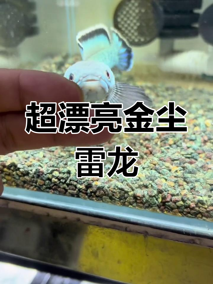 这条金尘雷龙太美了,黑白面超惊艳