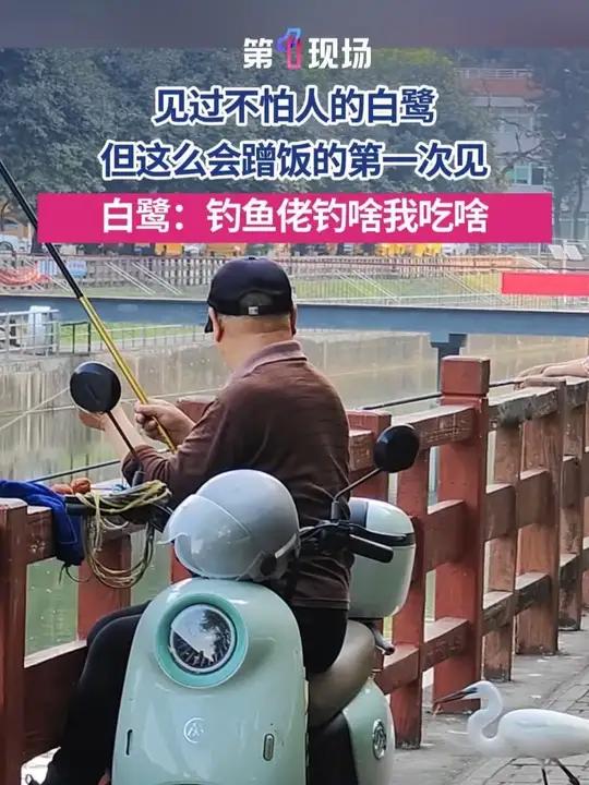 3月25日,广东深圳,前海中心河白鹭成群,别的白鹭拼命抓鱼,一只白鹭靠蹭钓鱼佬伙食实现吃鱼