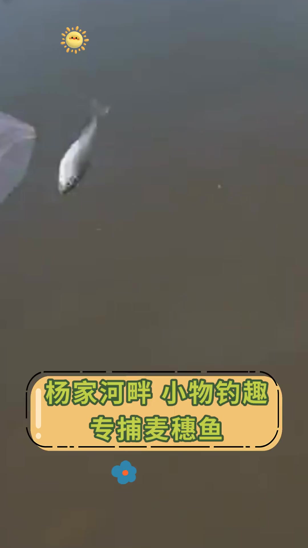 杨家河畔,小物钓趣,专捕麦穗鱼