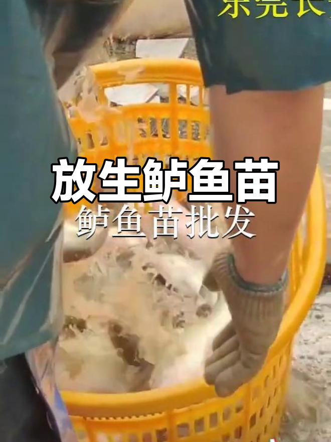 深圳罗湖与佛山禅城鱼苗场合作,放生鲈鱼苗助力生态保护