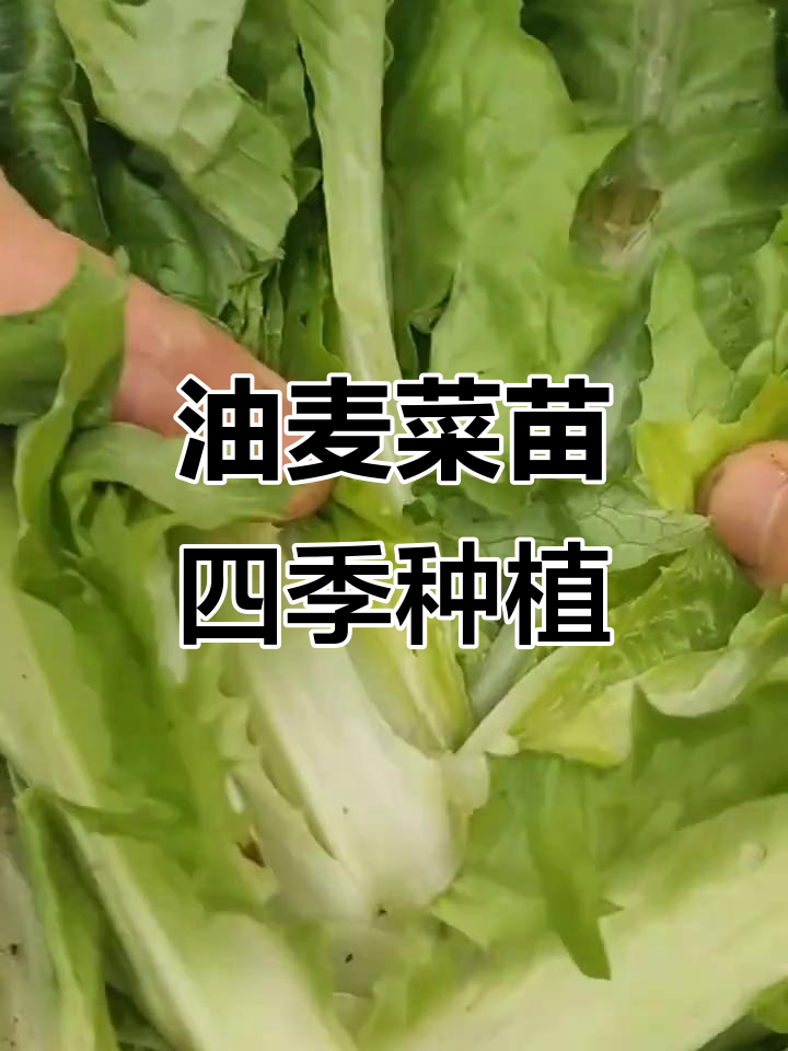 耐寒油麦菜苗,四季可种,阳台小院必备新鲜活苗