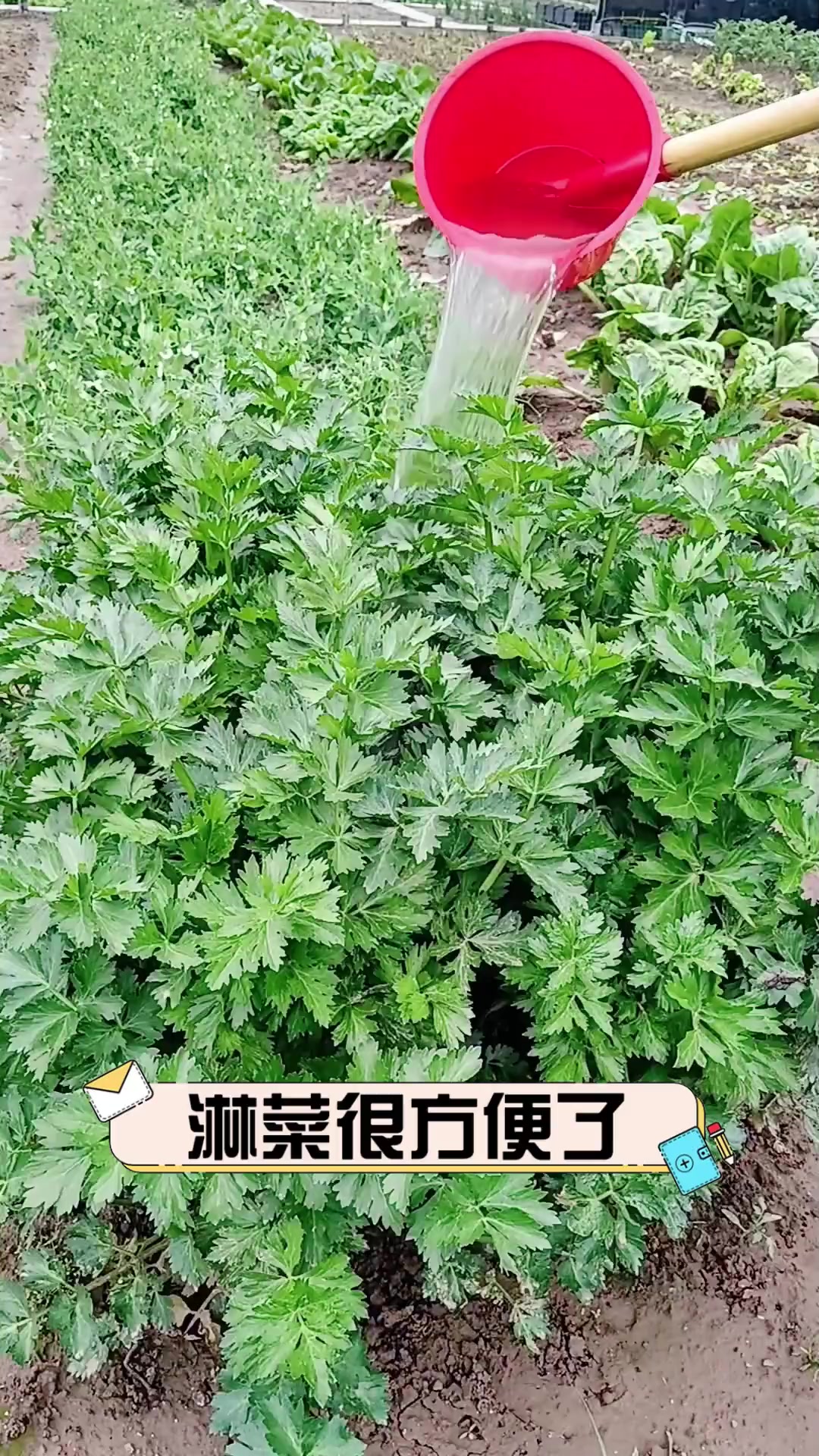 淋菜很方便了