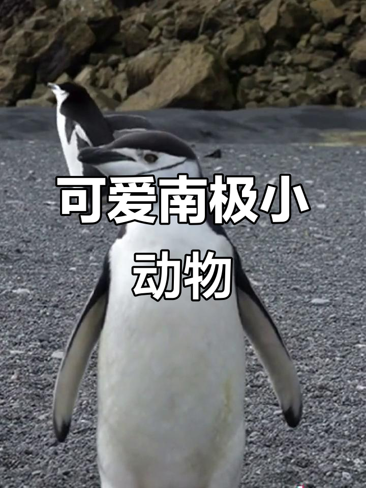 南极帽带企鹅好奇围观，萌态十足