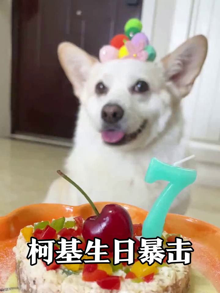 柯基7岁生日vlog:从蛋糕馋到洗澡,可爱到犯规!