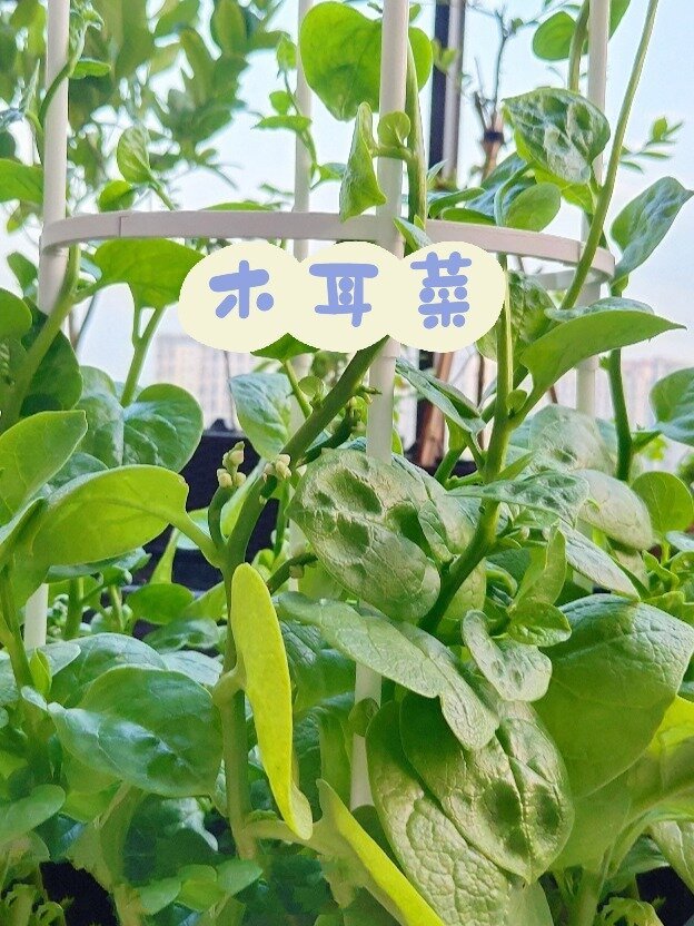 白来的木耳菜天凉以后