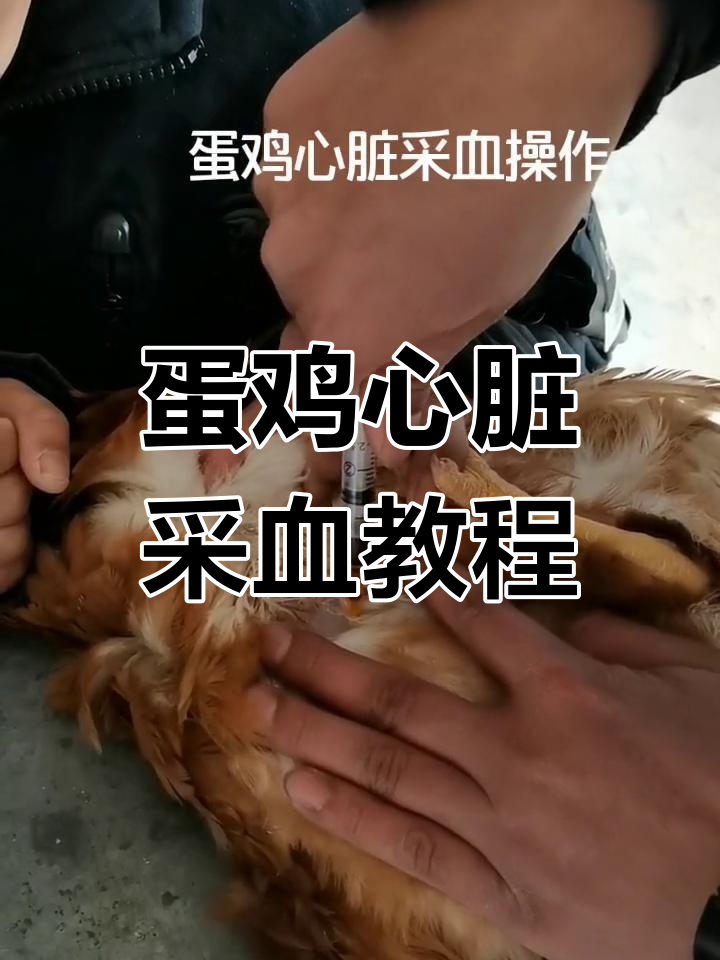 蛋鸡心脏采血技巧,轻松掌握操作步骤