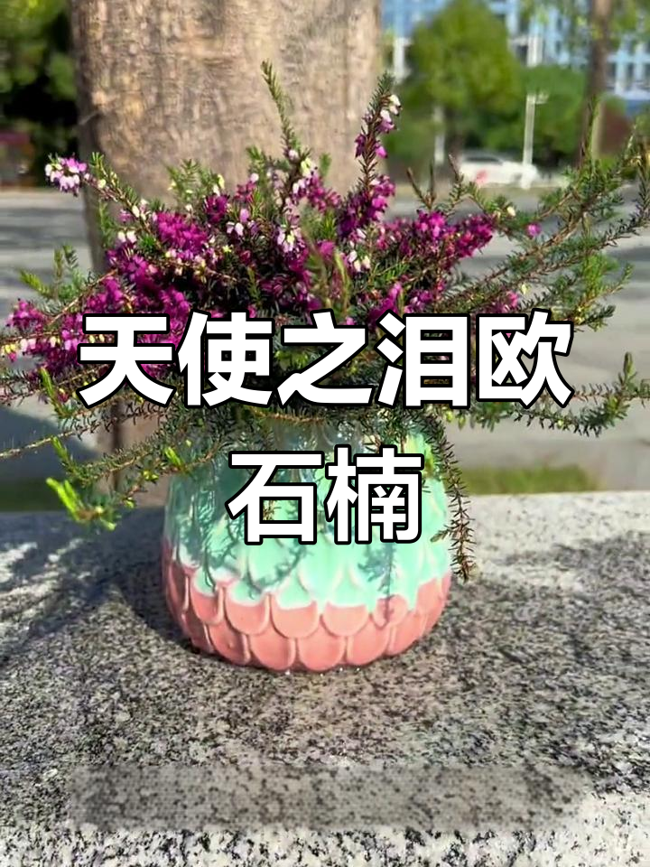 挪威国花欧石楠,冬季耐寒开花香气扑鼻