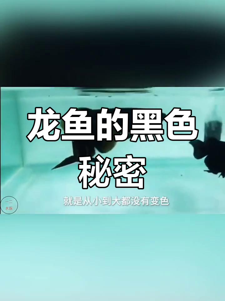 黑色龙鱼是如何繁殖的?揭秘其独特起源