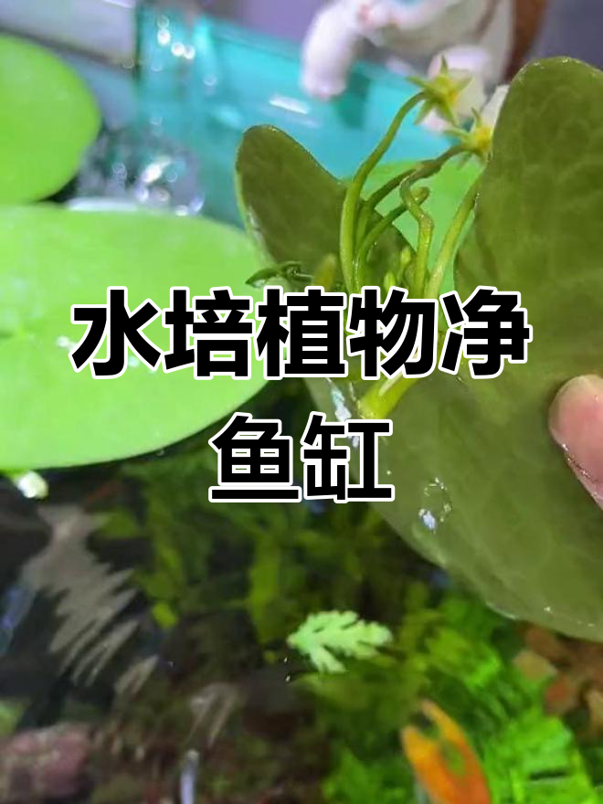 鱼缸里的天然净化器,水培植物助力水质改善