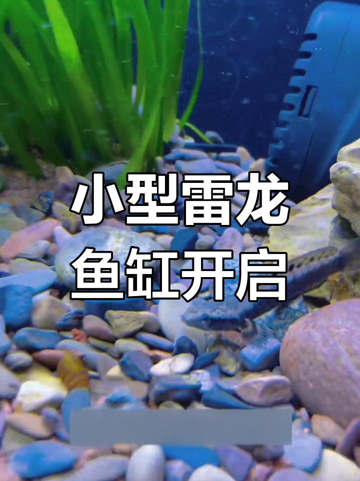 雷龙鱼小缸开箱,幻彩蓝宝石初成长