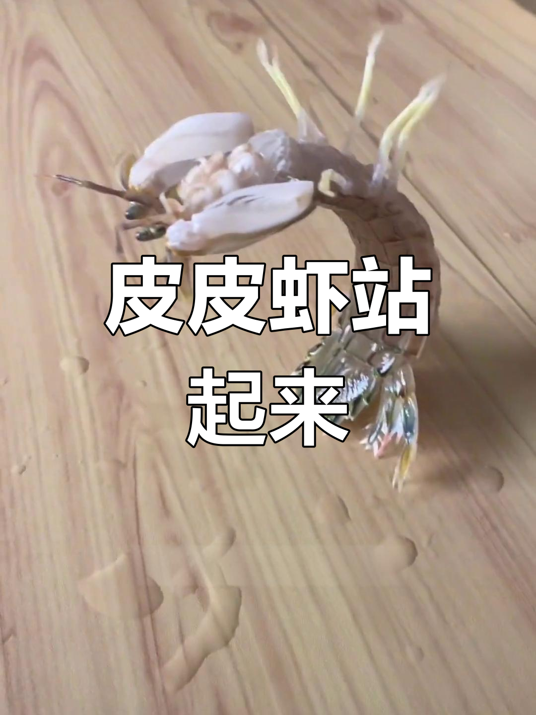 皮皮虾竟然能站立!
