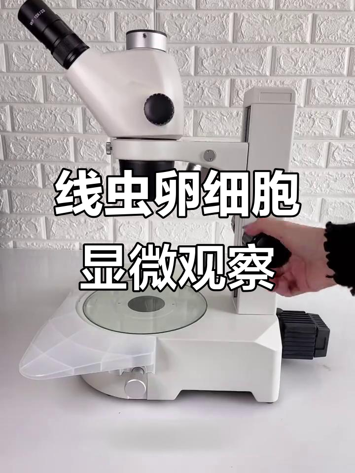 解剖显微镜下观察线虫卵细胞与斑马鱼