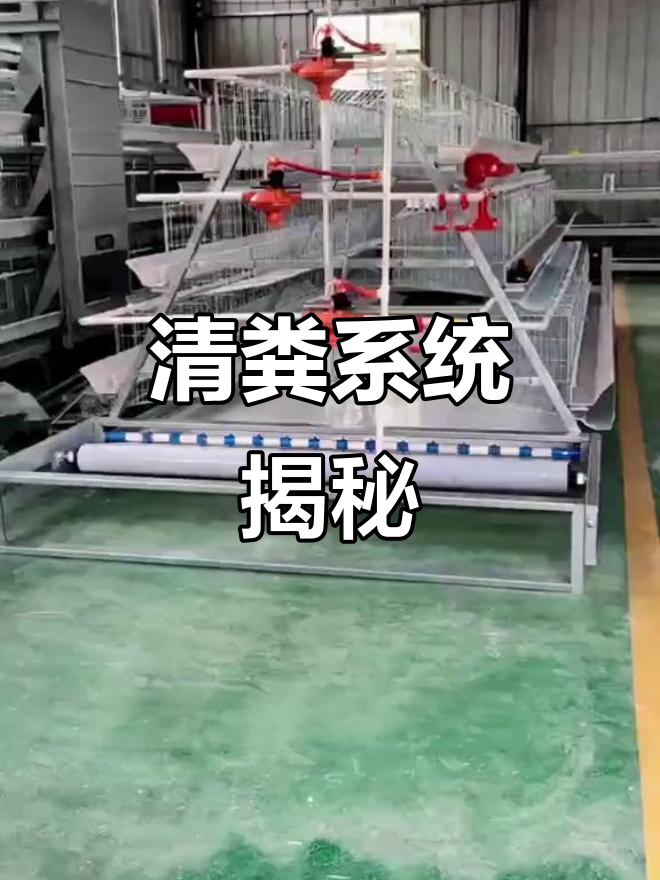 阶梯式皮带清粪，蛋鸡笼构造与运行全解析
