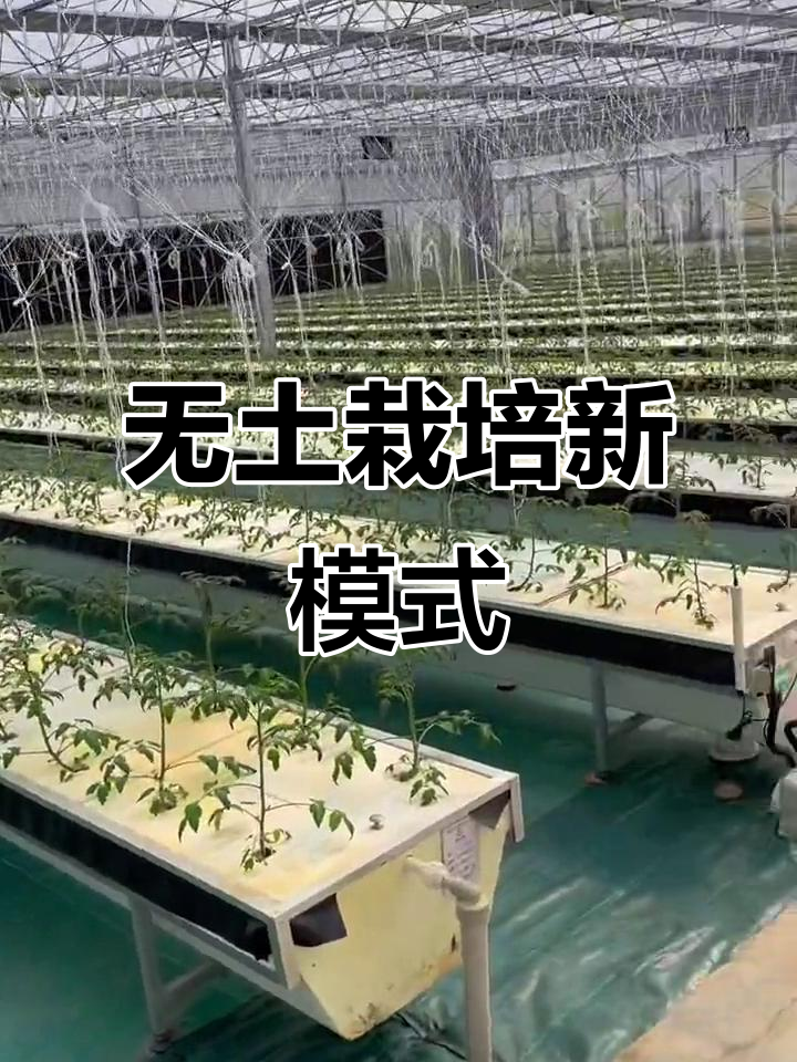 国产无土栽培,工厂化运营,农商旅新模式揭秘