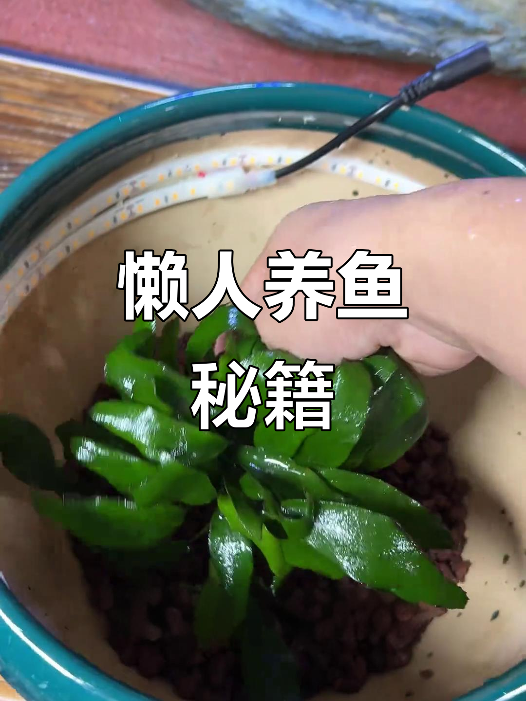 懒人养鱼法,古法生态缸,轻松搞定!