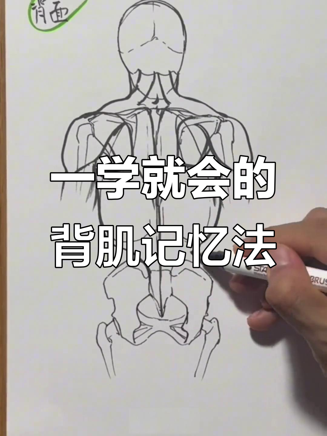 秒懂背部肌肉结构,轻松掌握人体绘画技巧