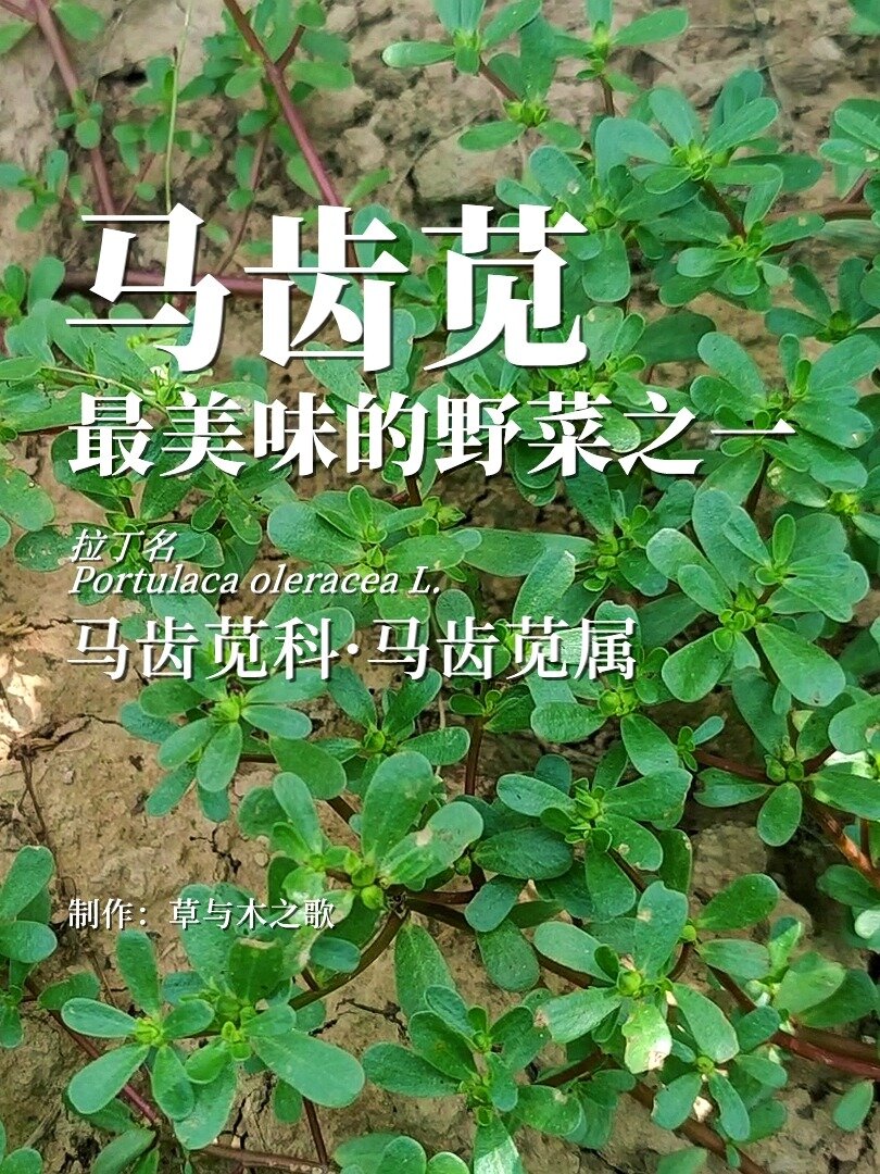 马齿苋——最美味的野菜之一