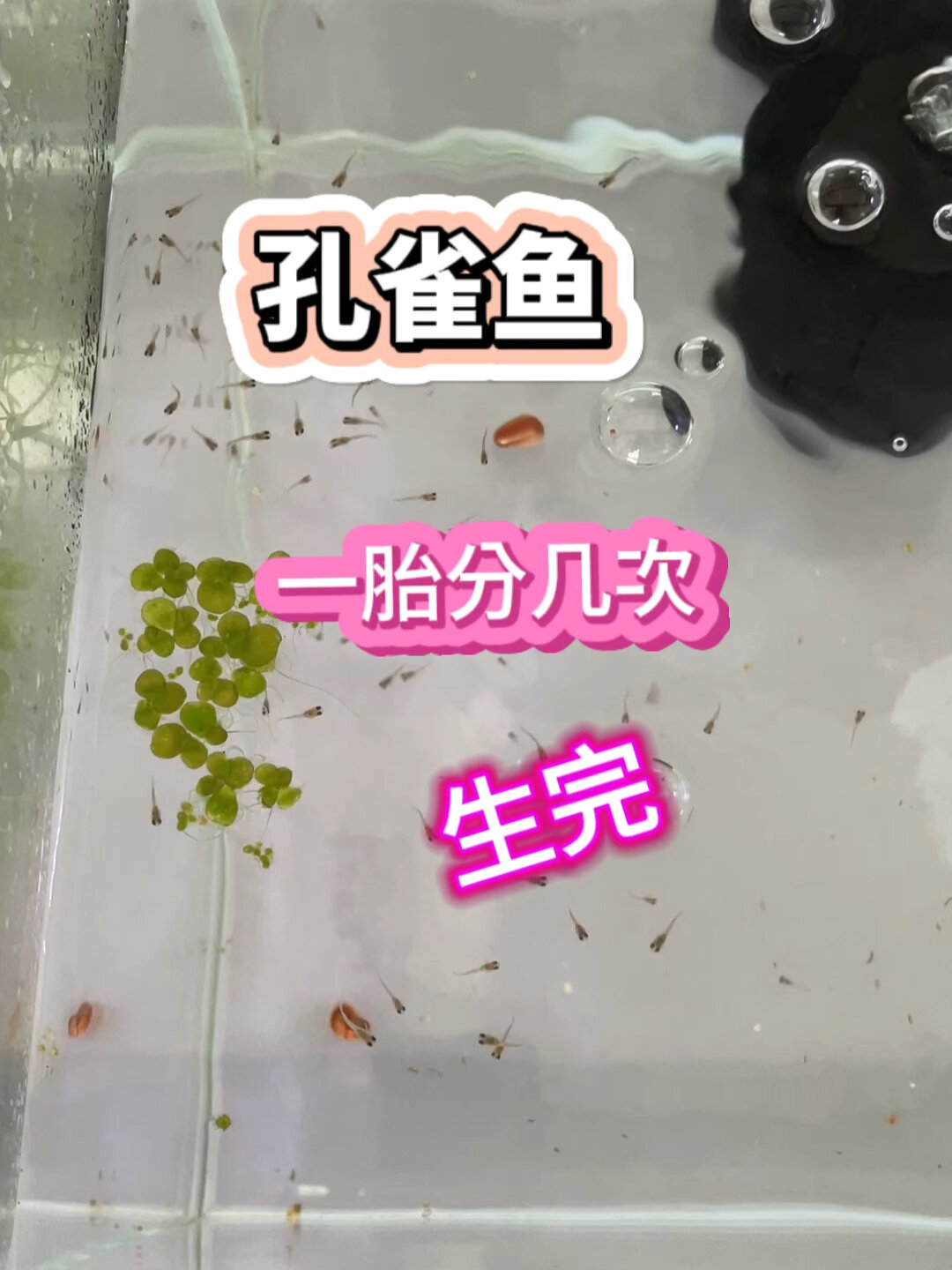 孔雀鱼一胎分几次生完