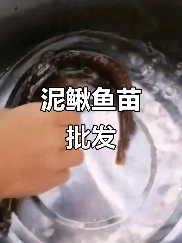 泥鳅鱼苗全国批发，直接送货上门！