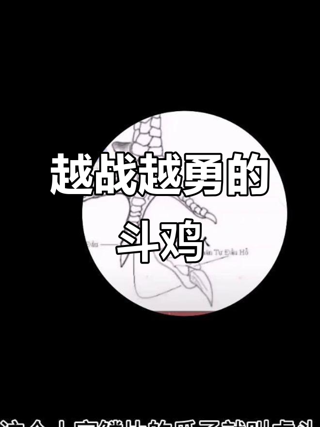 越南斗鸡中的“战斗机”:稀有鳞片与致命打击揭秘