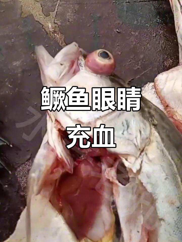 鳜鱼眼球突出、出血严重,水质检查与虫害排查技巧