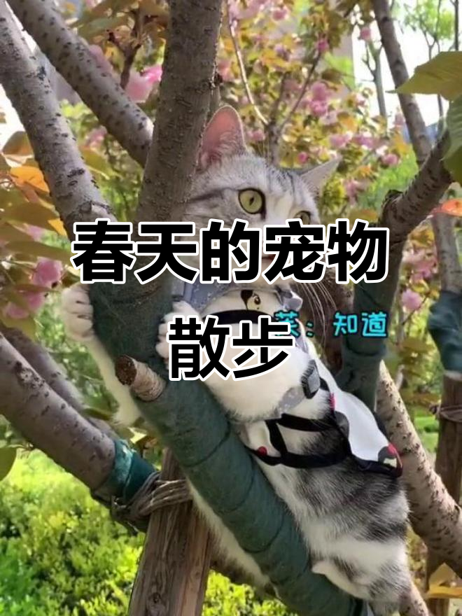 春天里的萌宠遛猫日常，泡芙与邻居猫咪的趣味时光