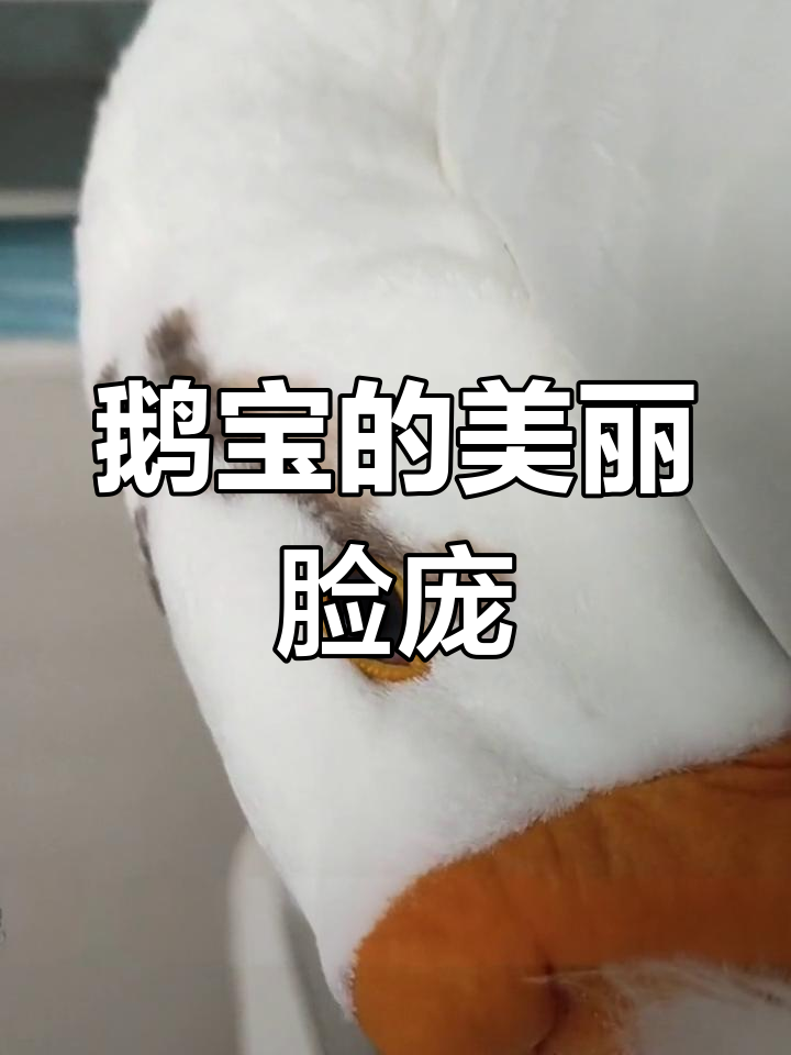 鹅宝脸上的山水画,超萌可爱