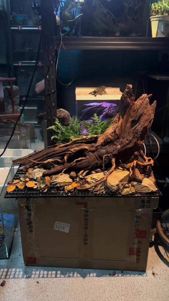 南美缸 第一个想到的就是南美树桩造景