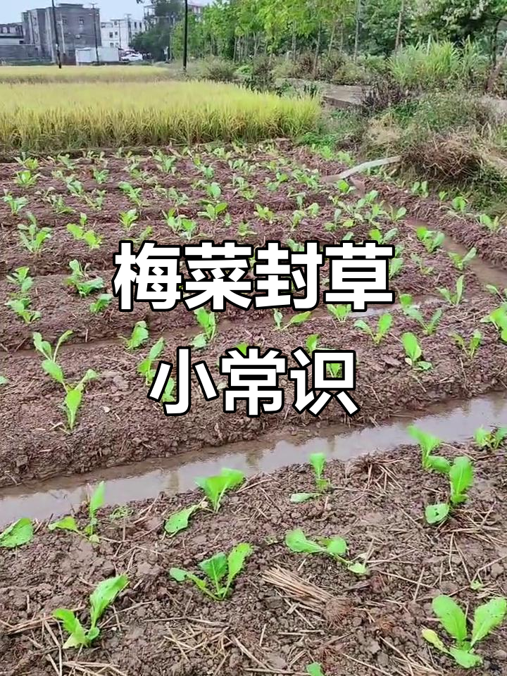 梅菜封草技巧大公开,轻松搞定种植小问题