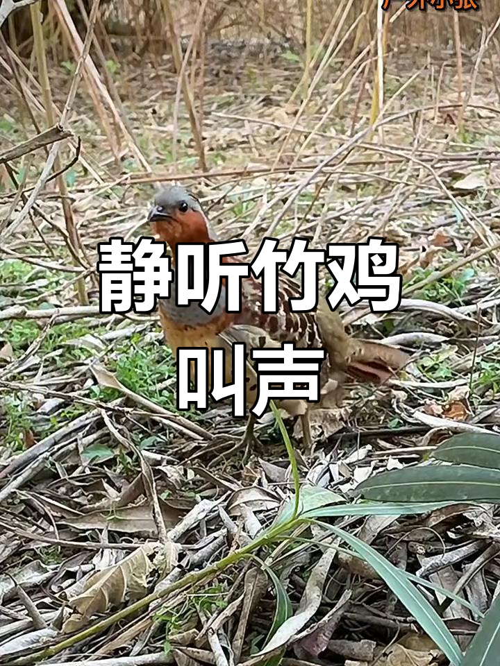 竹鸡鸣叫,声音响彻山林