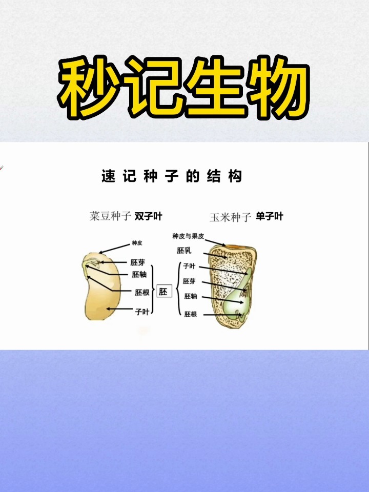 速记生物-种子结构
