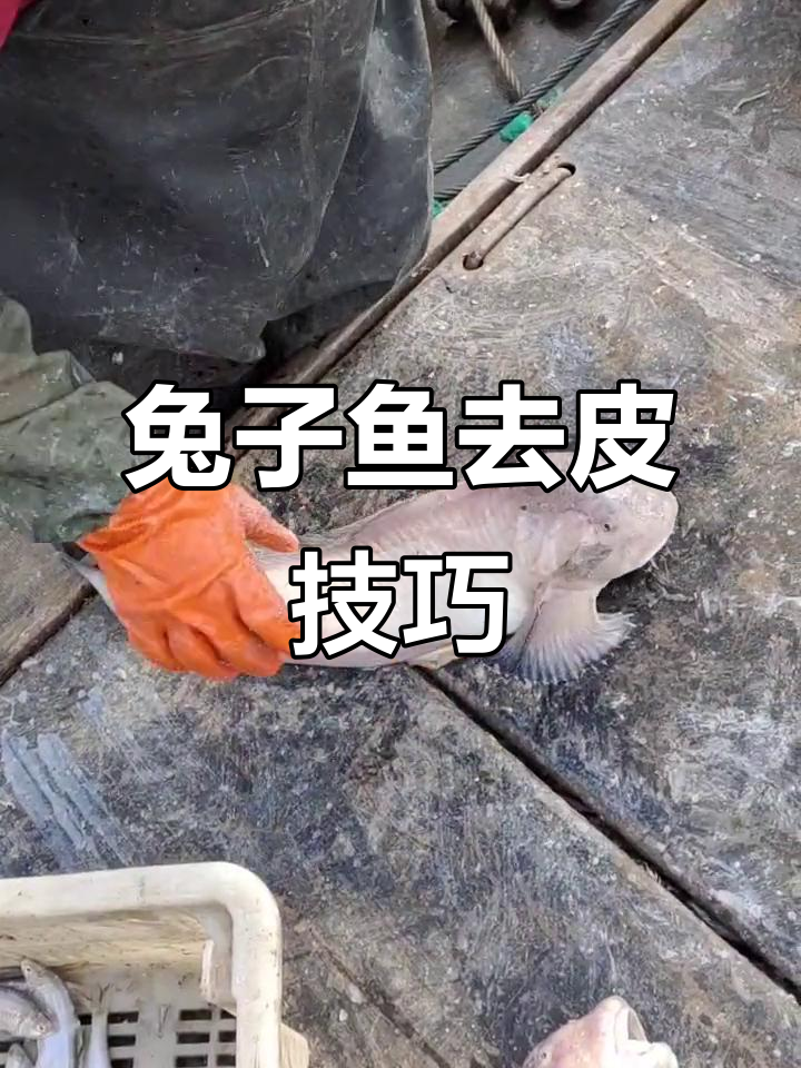 兔子鱼扒皮大揭秘,肉质鲜美无骨!