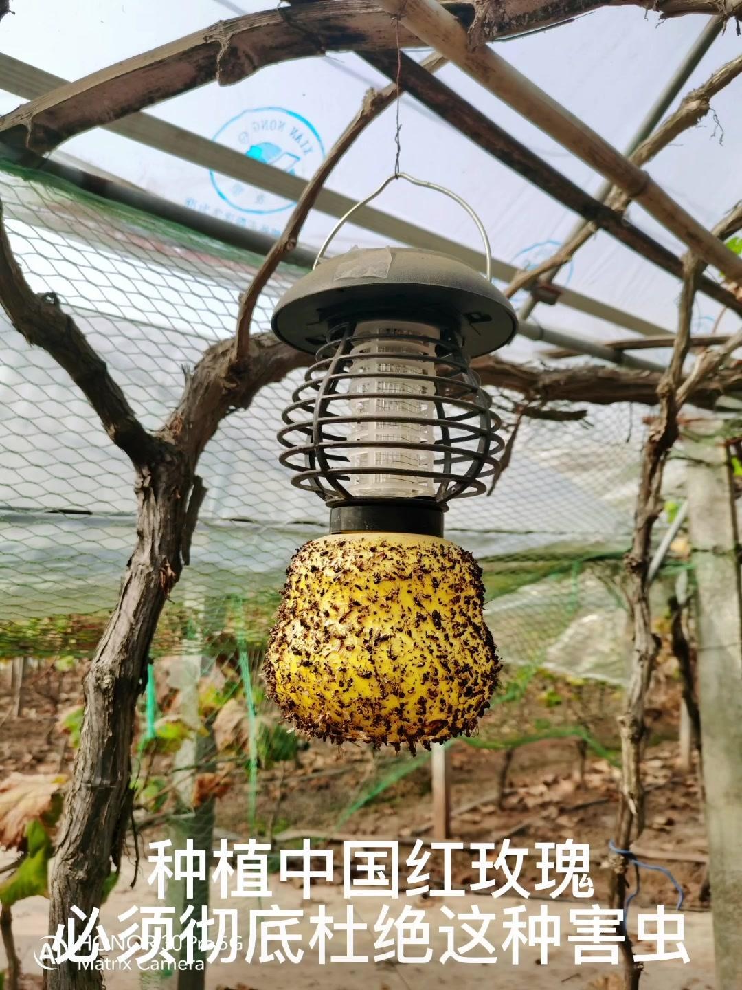同城热点 很多人都说自己园子没有果实蝇,天天嚷着有烂果,看看这个诱杀的虫子,百分之九十以上