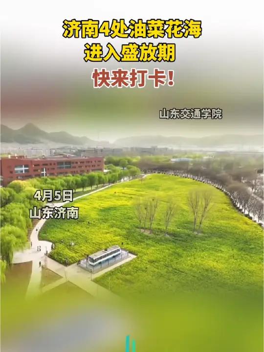 济南4处油菜花海进入盛放期,快来打卡!