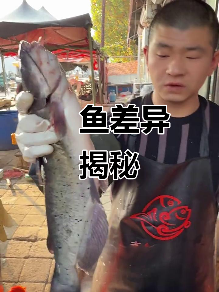 红鮰鱼与黑鮰鱼的差异,你了解吗?