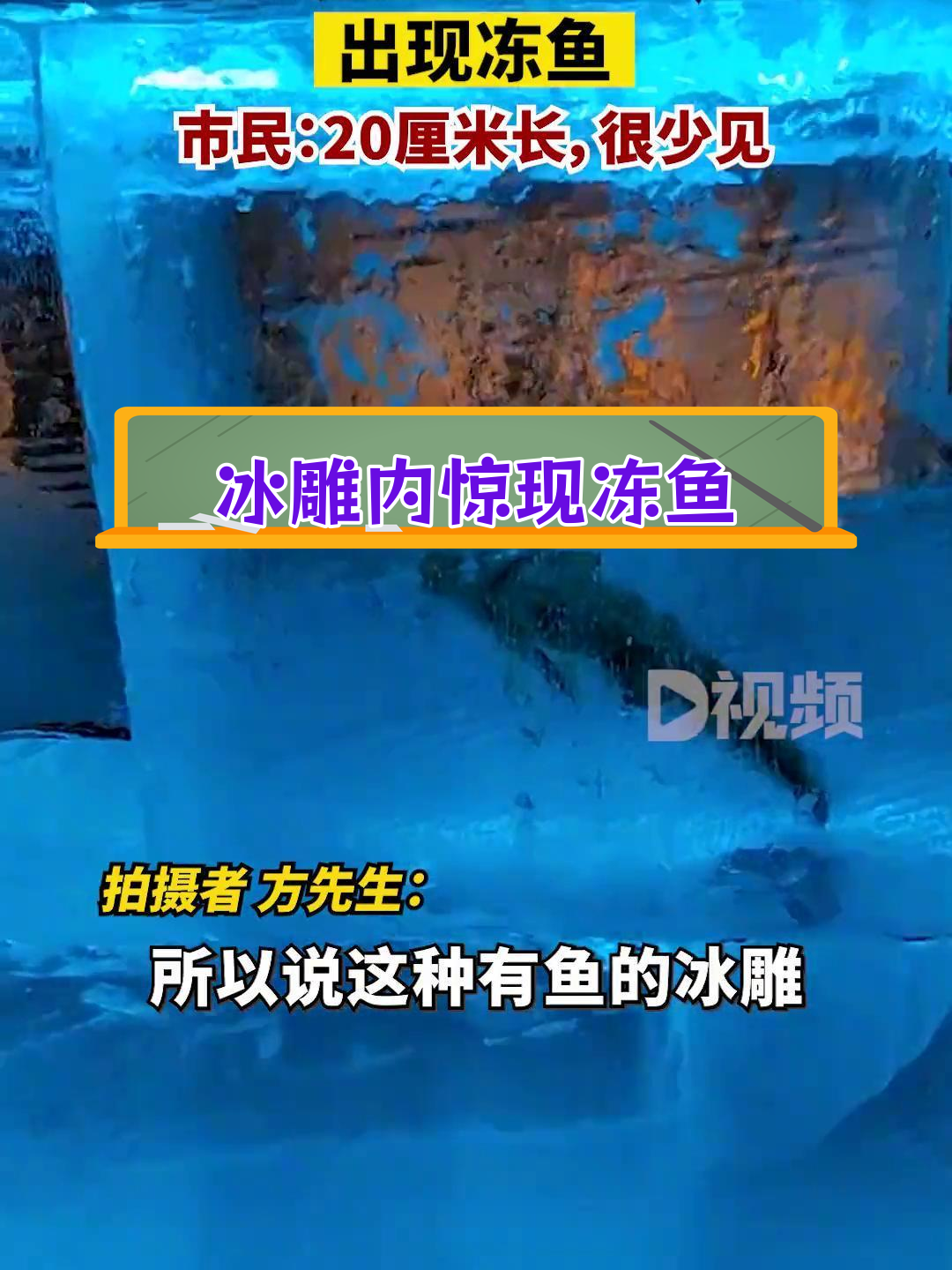 哈尔滨街头冰雕现冻鱼,引发热议