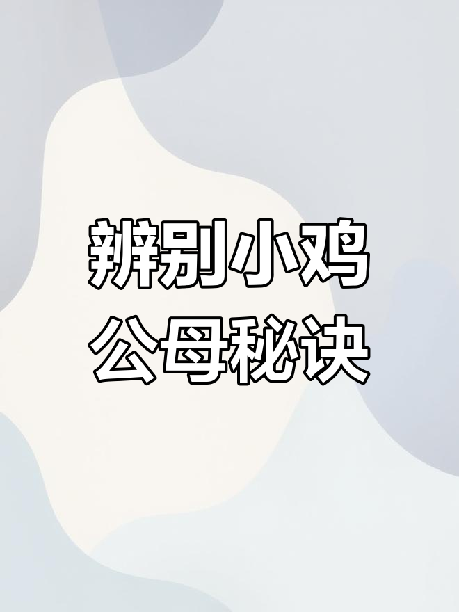 小鸡苗公母分辨技巧,翅膀一拉就知道