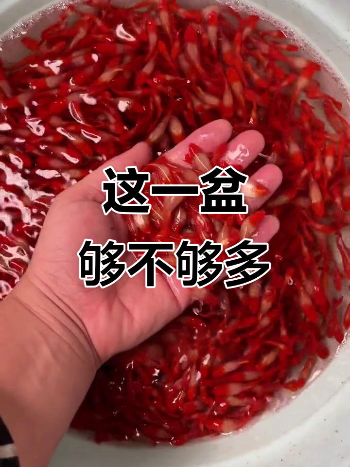 一盆鱼满满当当,密度惊人!