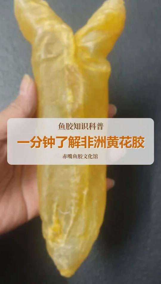 非洲黄花胶好吗?
