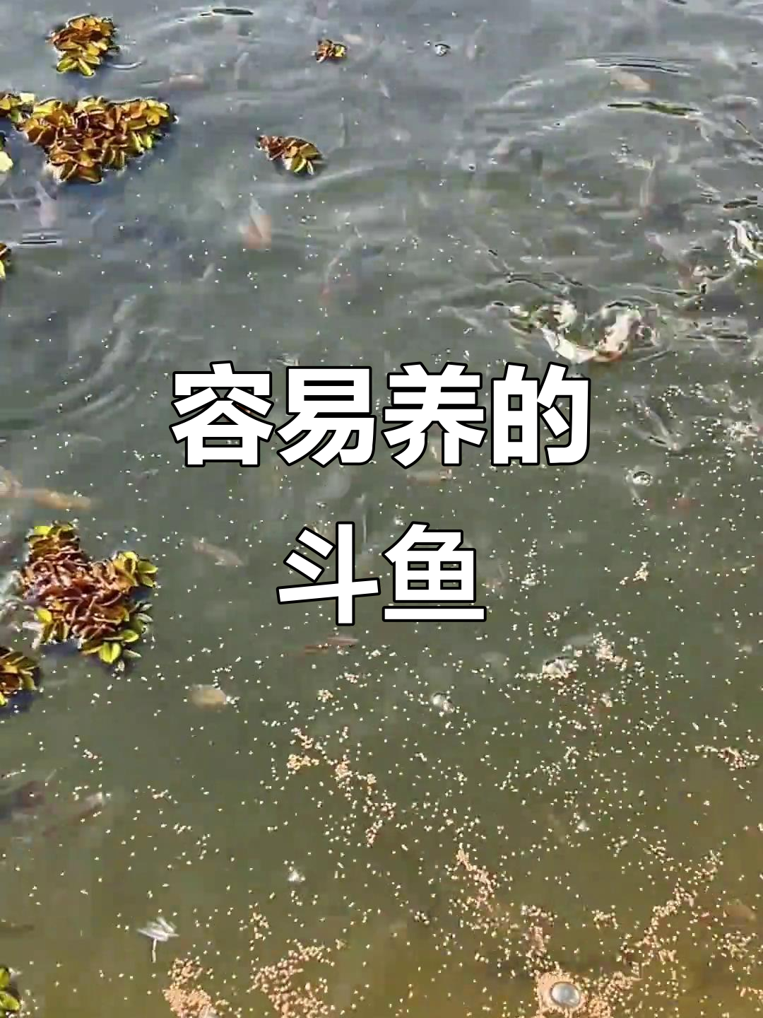 小时候养的中国斗鱼,低温也能生存,颜色变化超有趣