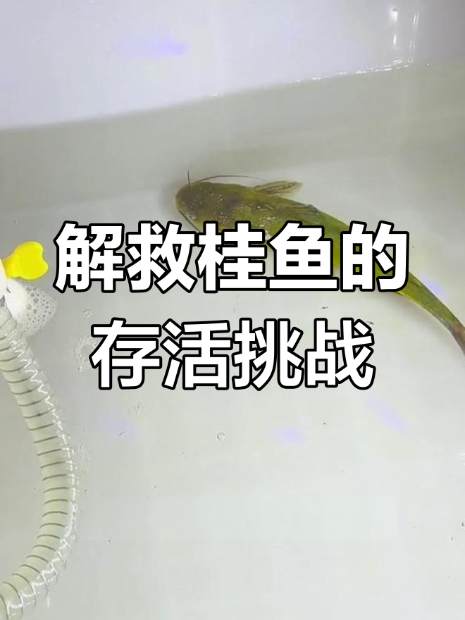 菜市场桂鱼能活多久?