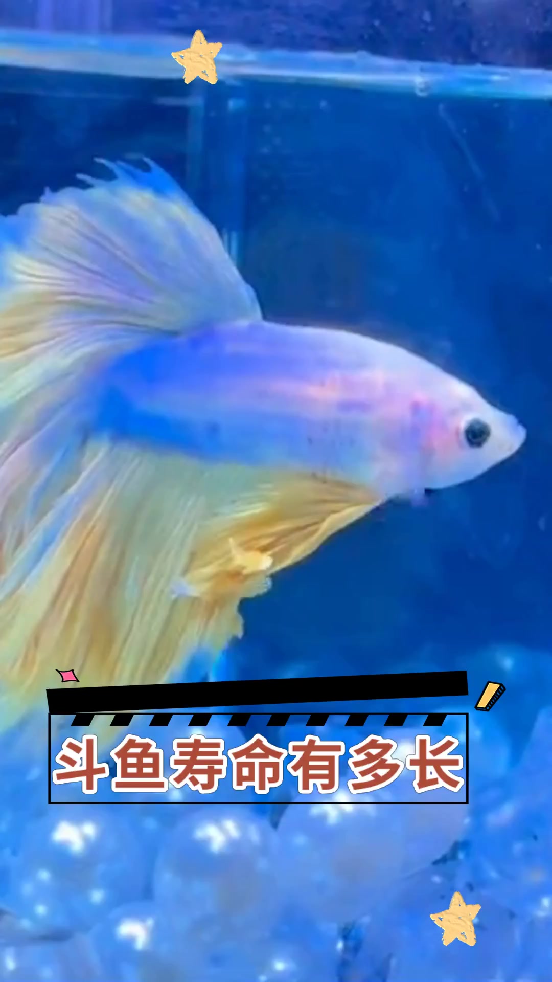 斗鱼寿命有多长