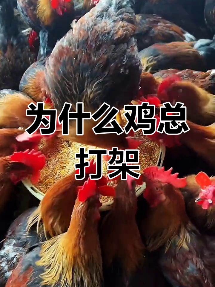 鸡群打架的四大原因,看看你中了几条?
