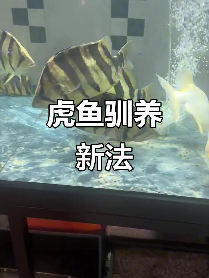 虎鱼已驯化,吃饲料更安全,营养全面添加