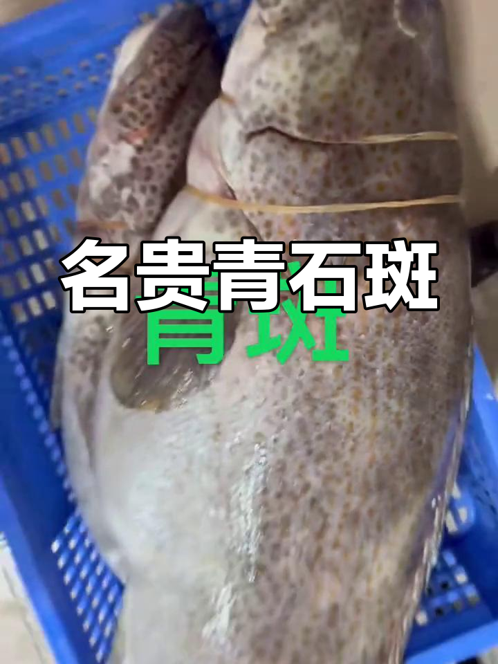 青石斑鱼,肉质鲜美,是热带海域的珍贵美味