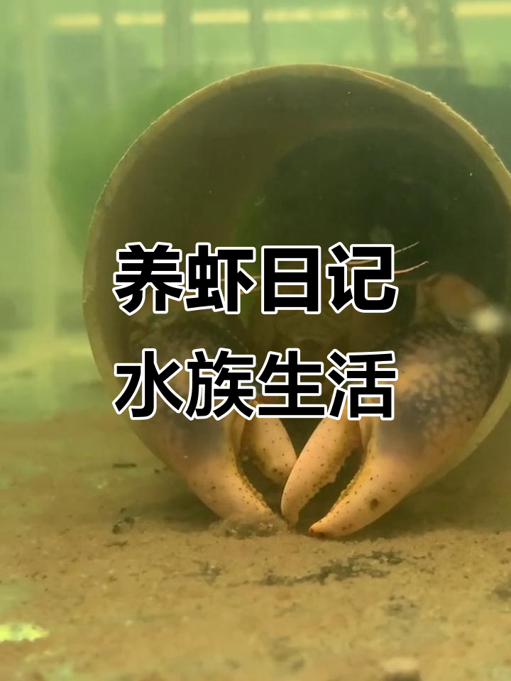 鳌虾养殖日常:水质大换,火山钳子惊艳登场